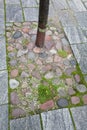 Pristruct tree circle - ÃÂ  paving stone pavement - granite and cobbles Royalty Free Stock Photo